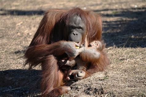 New mother helps orangutan breastfeed newborn at Metro Richmond Zoo